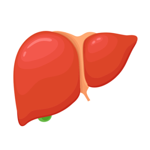 \"liver---parts-of-the-body---english-for-kids---lingokids\"